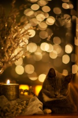 Holiday Kitty.jpg